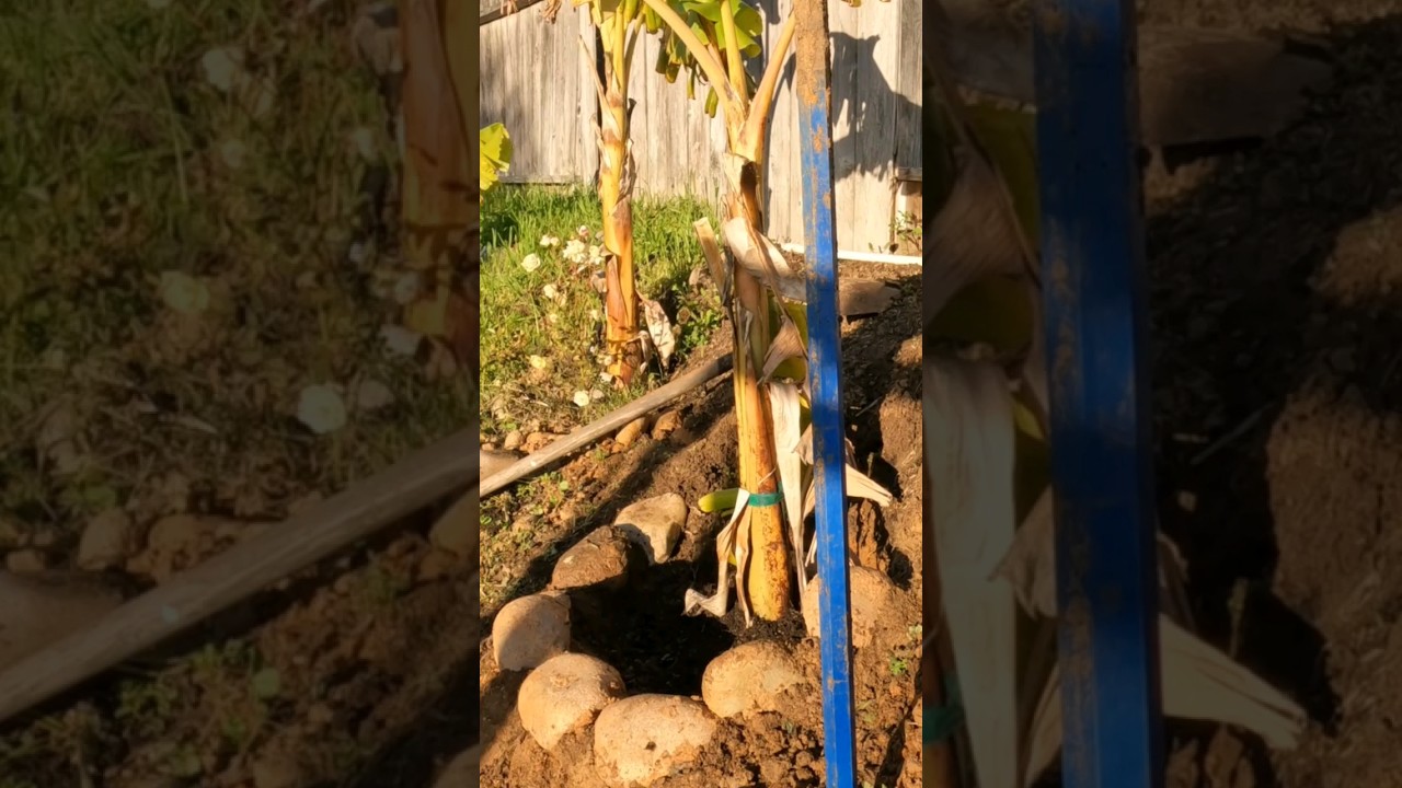 💥🍌🤯ஊதா வாழை மரம்!!! AMERICAல வாழை தோப்பு 🍌👨&zwj;🌾 #tamilvlog #gardening