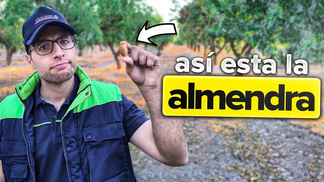 Qué está pasando con la ALMENDRA en 2025 🟤📉 ¿VENDER YA o AGUANTAR?