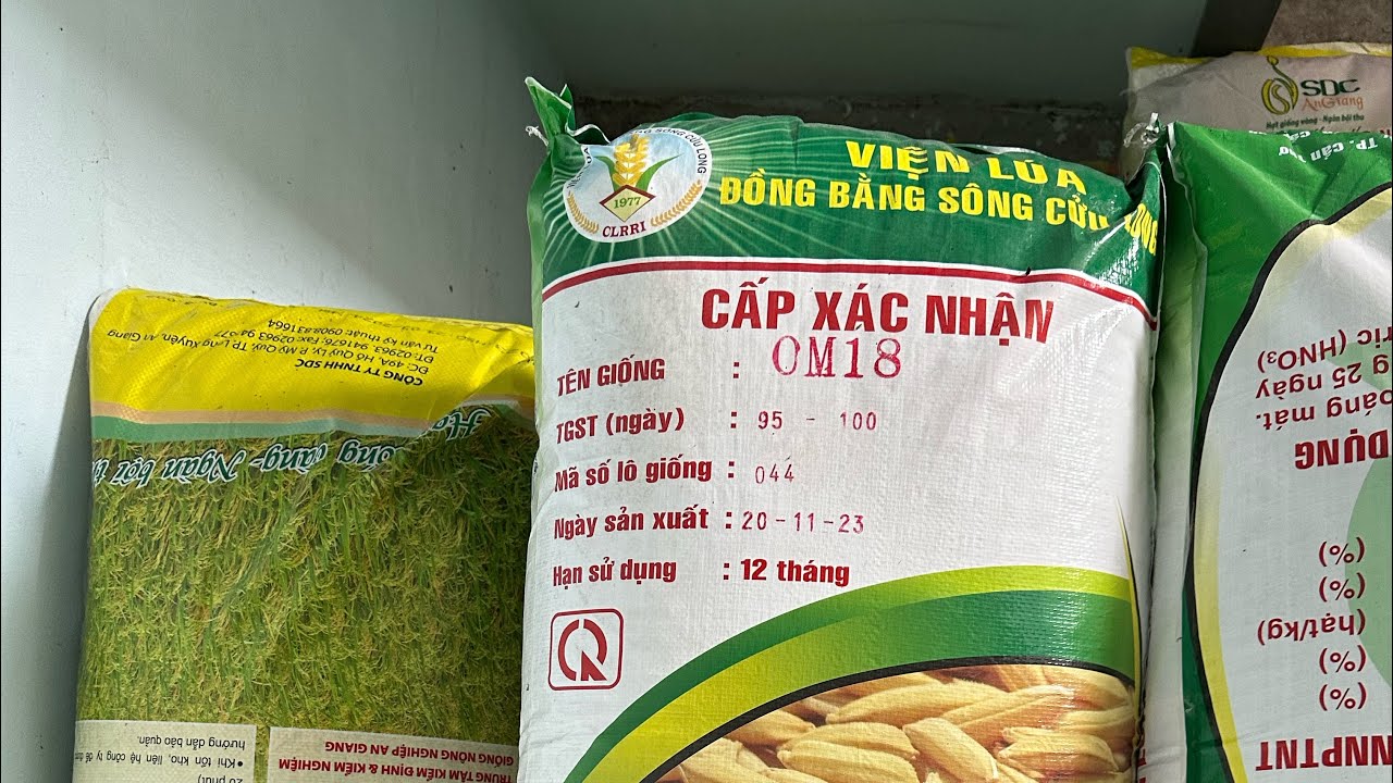 OM18 c&oacute; mấy loại v&agrave; ưu điểm nhược điểm khi sạ Đ&ocirc;ng Xu&acirc;n
