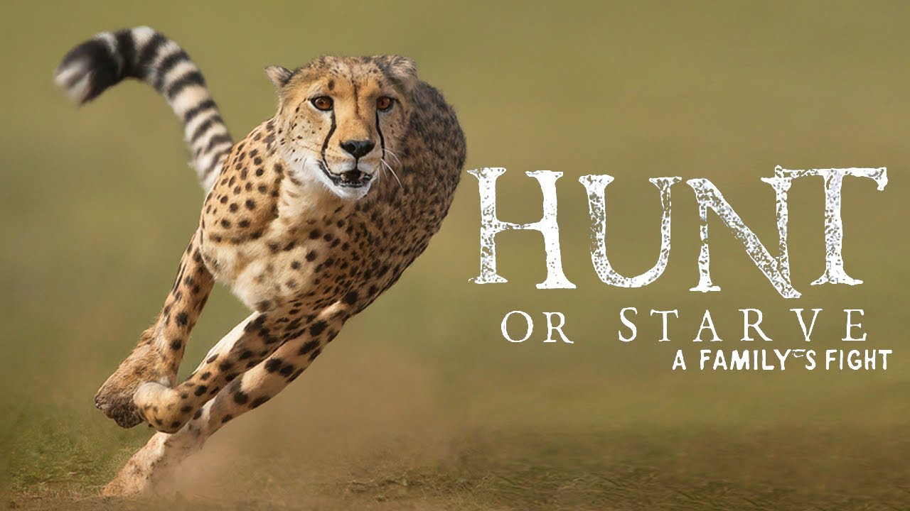 How Cheetahs Dominate as Africa's Top Predators | Documentary TV
