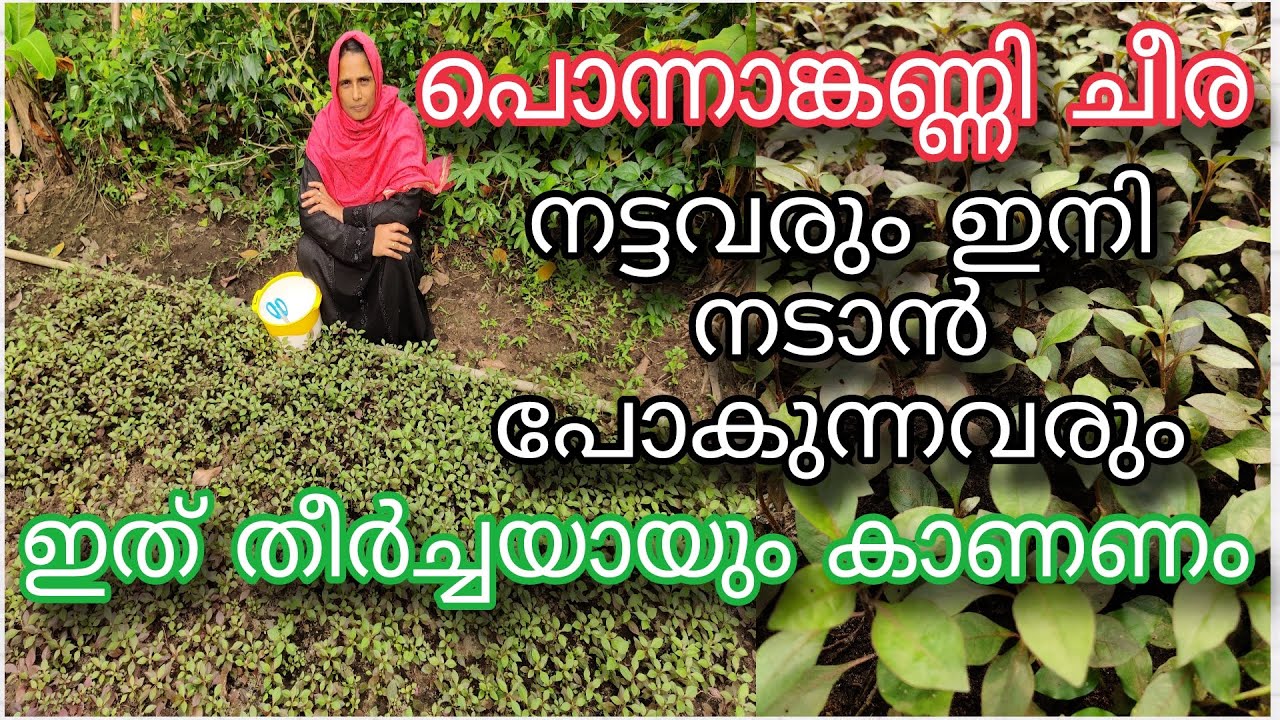 പൊന്നാങ്കണ്ണി ചീര നട്ടവരും ഇനി നടാൻ പോകുന്നവരും ഇത് തീർച്ചയായും കാണണം | Ponnanganni Cheera