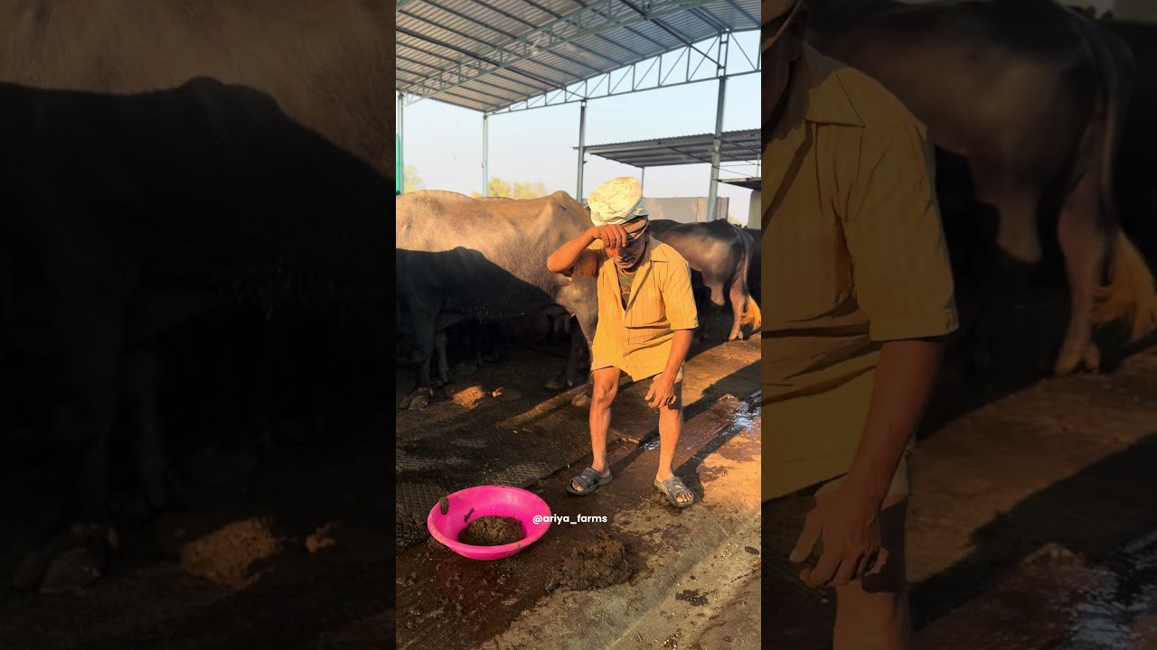 When Dairy Heroes Take a Fun Break | Farm Life