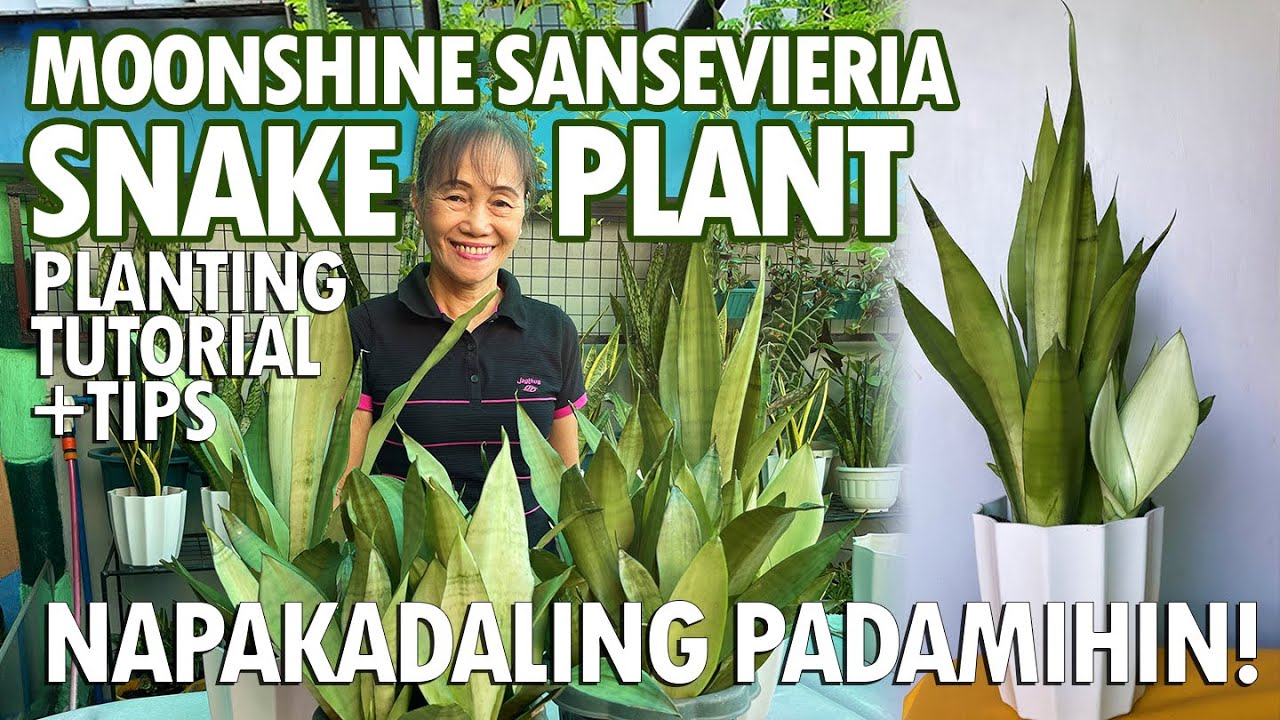 NAPAKAGANDANG MOONSHINE SNAKEPLANT! PAANO PADAMIHIN? NAPAKADALI LANG! | Haydees Garden