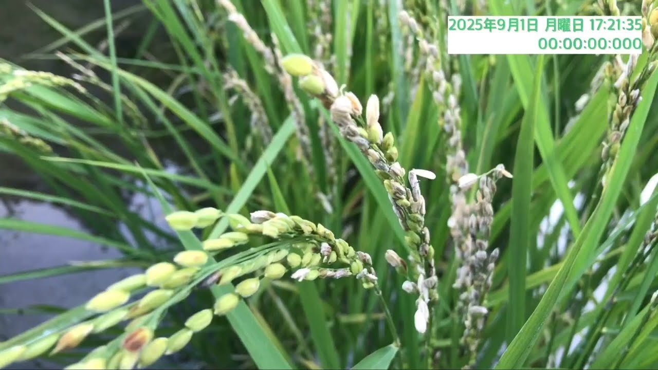 稲　試験的に栽培　🟢福島県の奨励品種　「天の粒」　🟢鹿児島で育ててみました。🟢意外過ぎて驚きます。　🟢当然ながら、気候風土に全く合いませんでした。　🟠「やはり　野に置け　レンゲソウ」