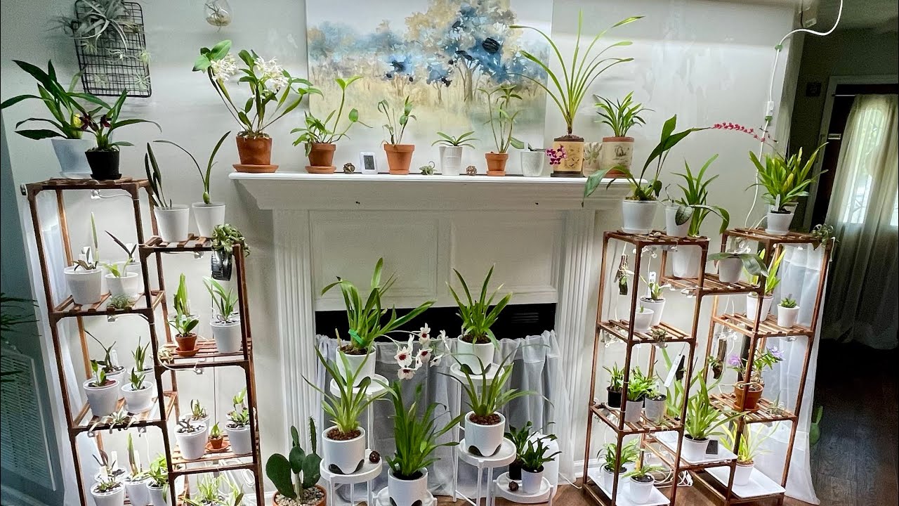 Introducing My Orchids | 200+ Orchids | Cool to Intermediate Collection Tour | Blooms and Spikes