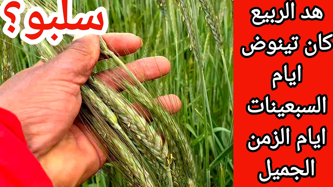 هد النوع نتاع الربيع لي هو سلبو 40 سنة مشفناه بهد المنطقة