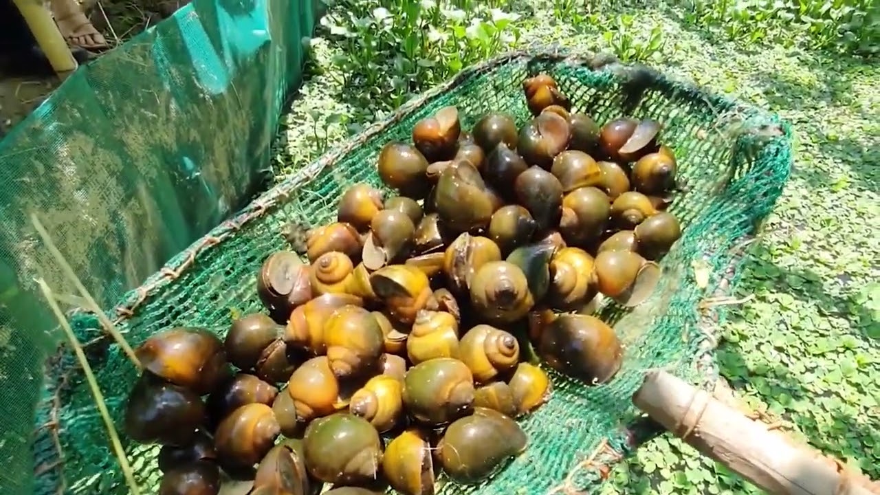 T&igrave;m hiểu M&ocirc; h&igrave;nh nu&ocirc;i Ốc Nhồi