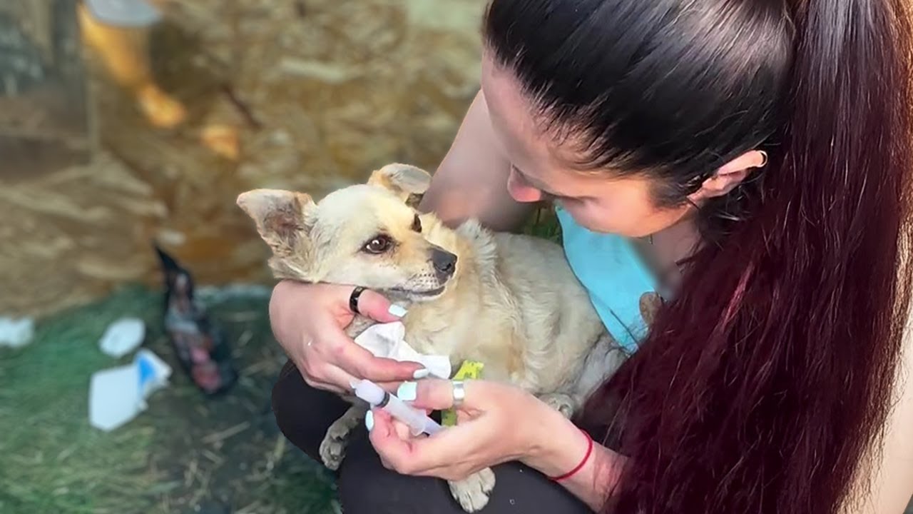 Life Shattered After Years of Abandonment… Dog Cries When He Finally Feels Love