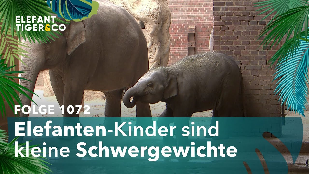 „Sachsens schwerster Kindergarten?“ (Folge 1072) | Elefant, Tiger & Co. | MDR