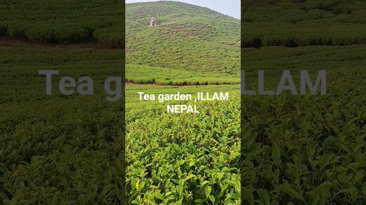 #tea #garden #illam #nepal