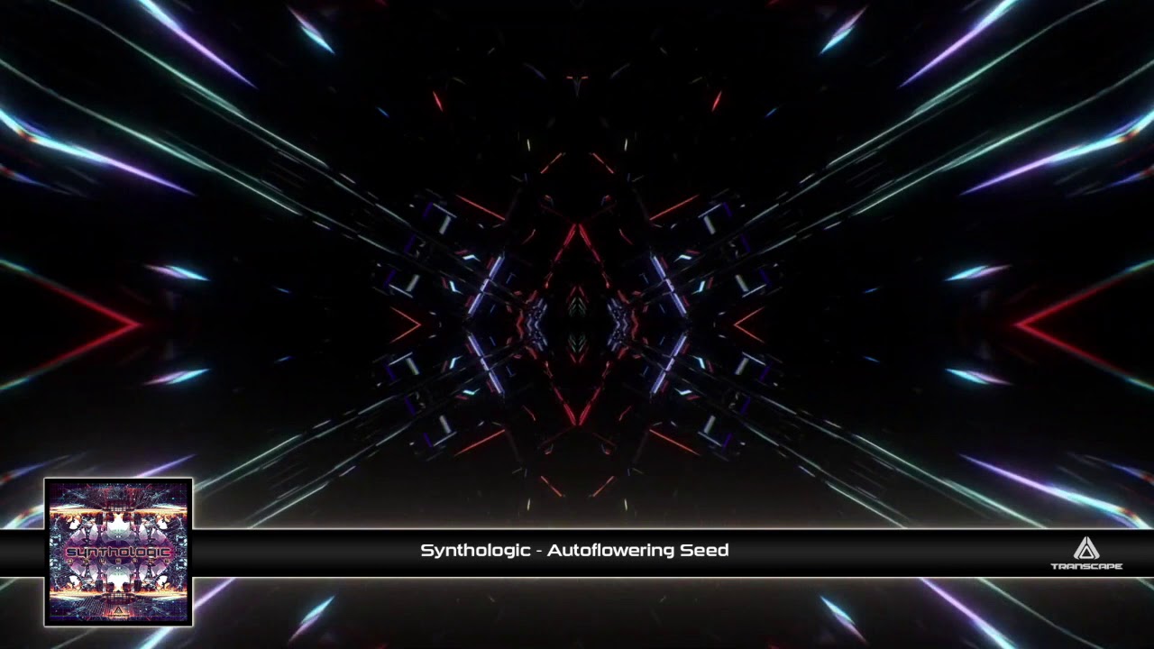 Synthologic - Autoflowering Seed