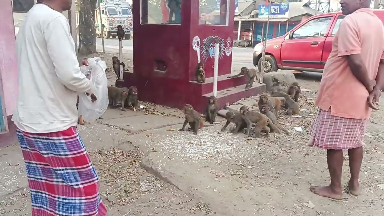 হনুমান বান্দর রামভক্ত দর্শক আপনারা দয়া করে লাইক শেয়ার কমেন্ট করবেন
