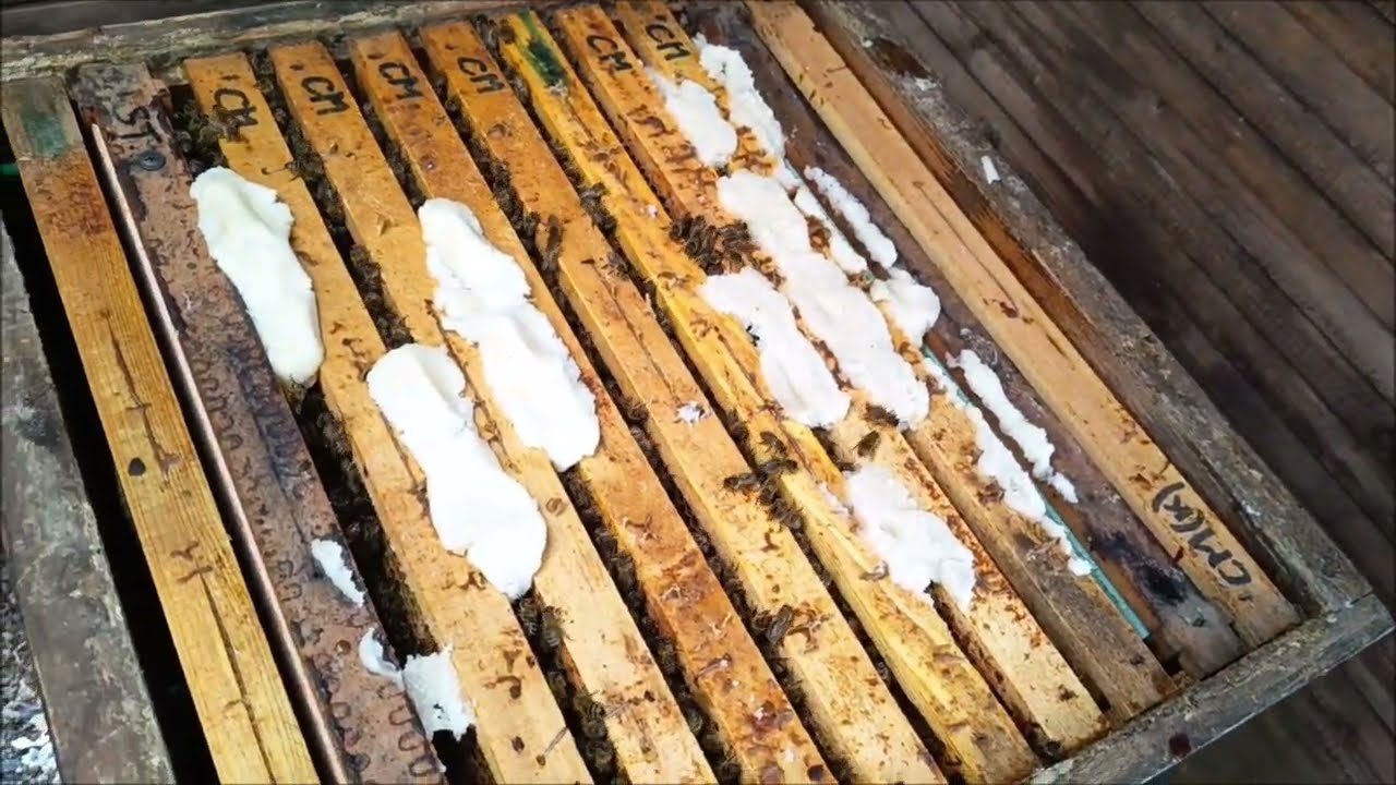 Přikrmuji včely i když se ochladilo. Jsou kr&aacute;sn&eacute; a nachytan&eacute; na jarn&iacute; oteplen&iacute; v pln&eacute; s&iacute;le.