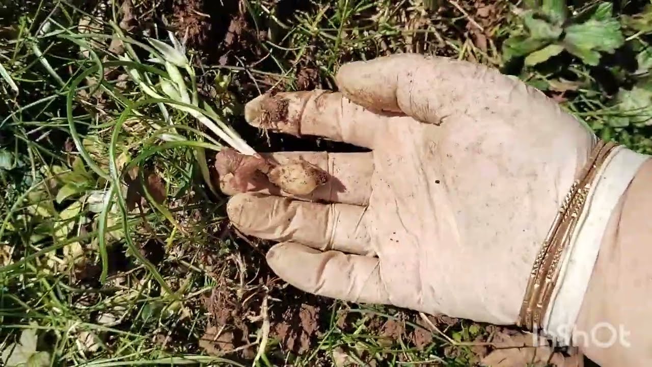 Yabani sakarca🌿(çiğdem)ot mevsimini açalim artık.