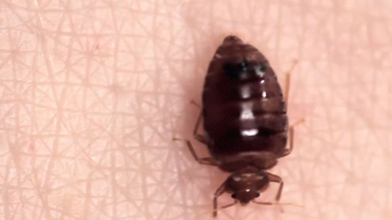 Columbus, Cleveland again among worst cities for bed bugs