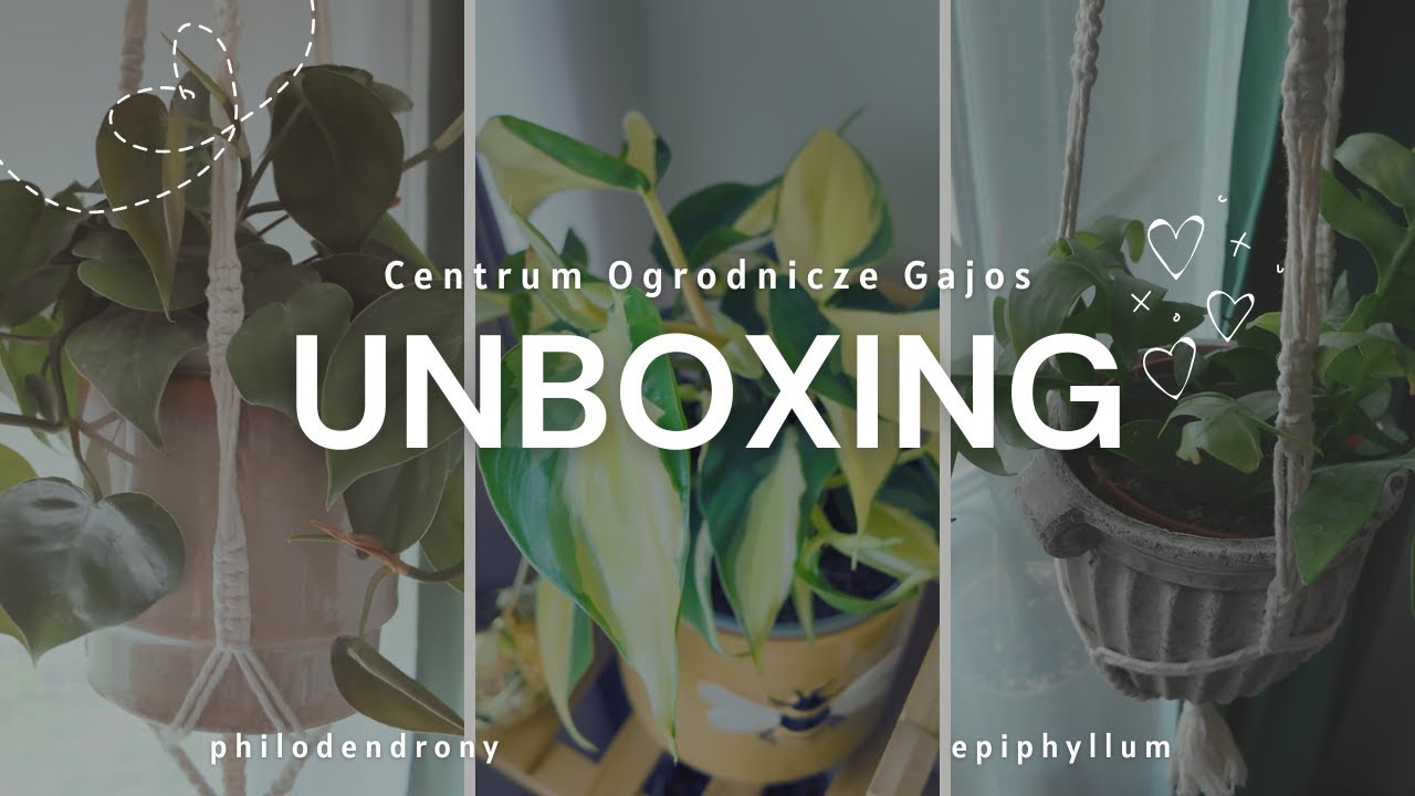 💚 UNBOXING & TEST SKLEPU CENTRUM OGRODNICZE GAJOS🪴PHILODENDRONY PNĄCE ✨ EPIPHYLLUM ✨ ZASKOCZENIE?