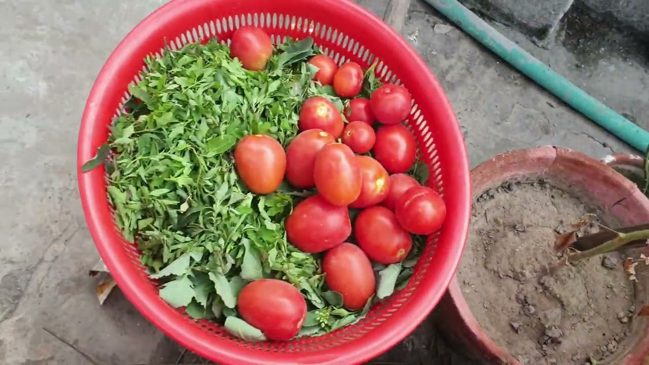3 vegetable harvesting rooftop pure organic