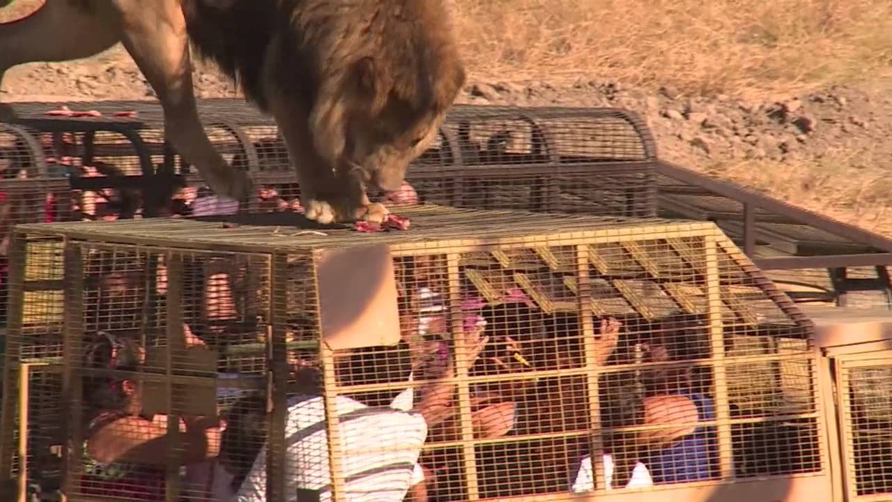¿Se atrevería a darle de comer a enormes leones?