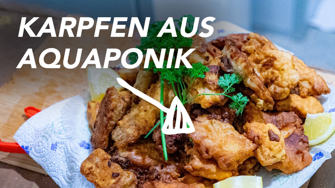 Karpfen im Bierteig &ndash; Simples Rezept (Karpfen aus der Aquaponik!)