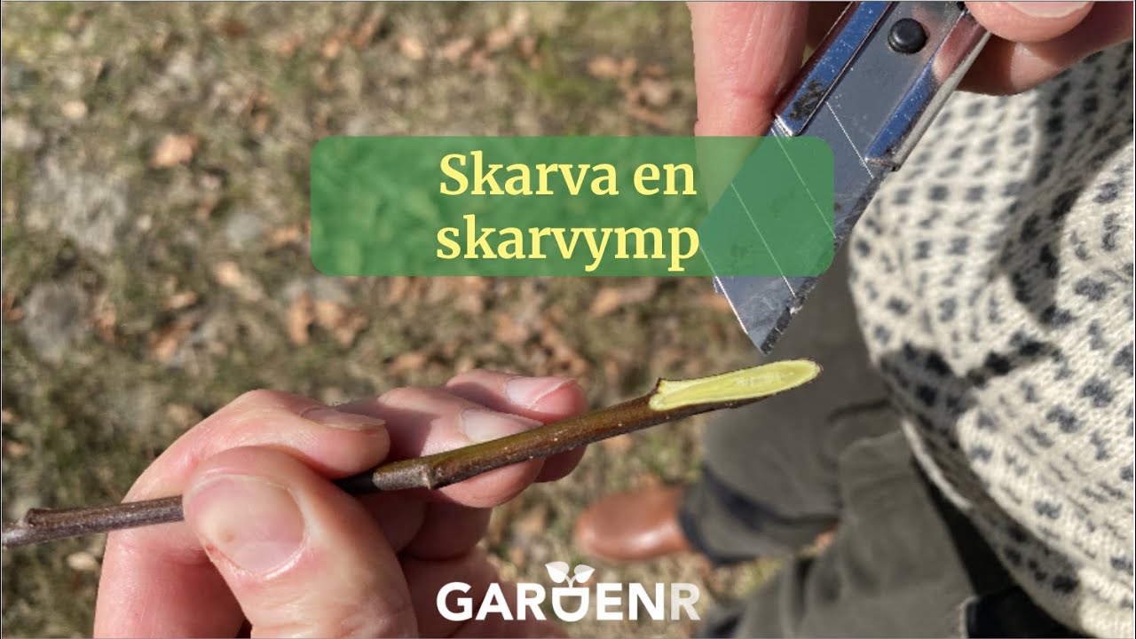 Skarva en skarvymp - Trädgårdshacks med GardenR