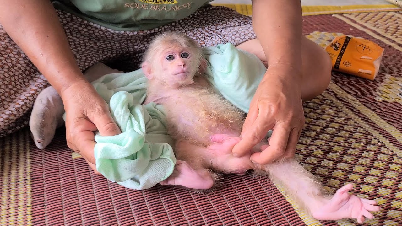 What does Baby Monkey David do after waking up