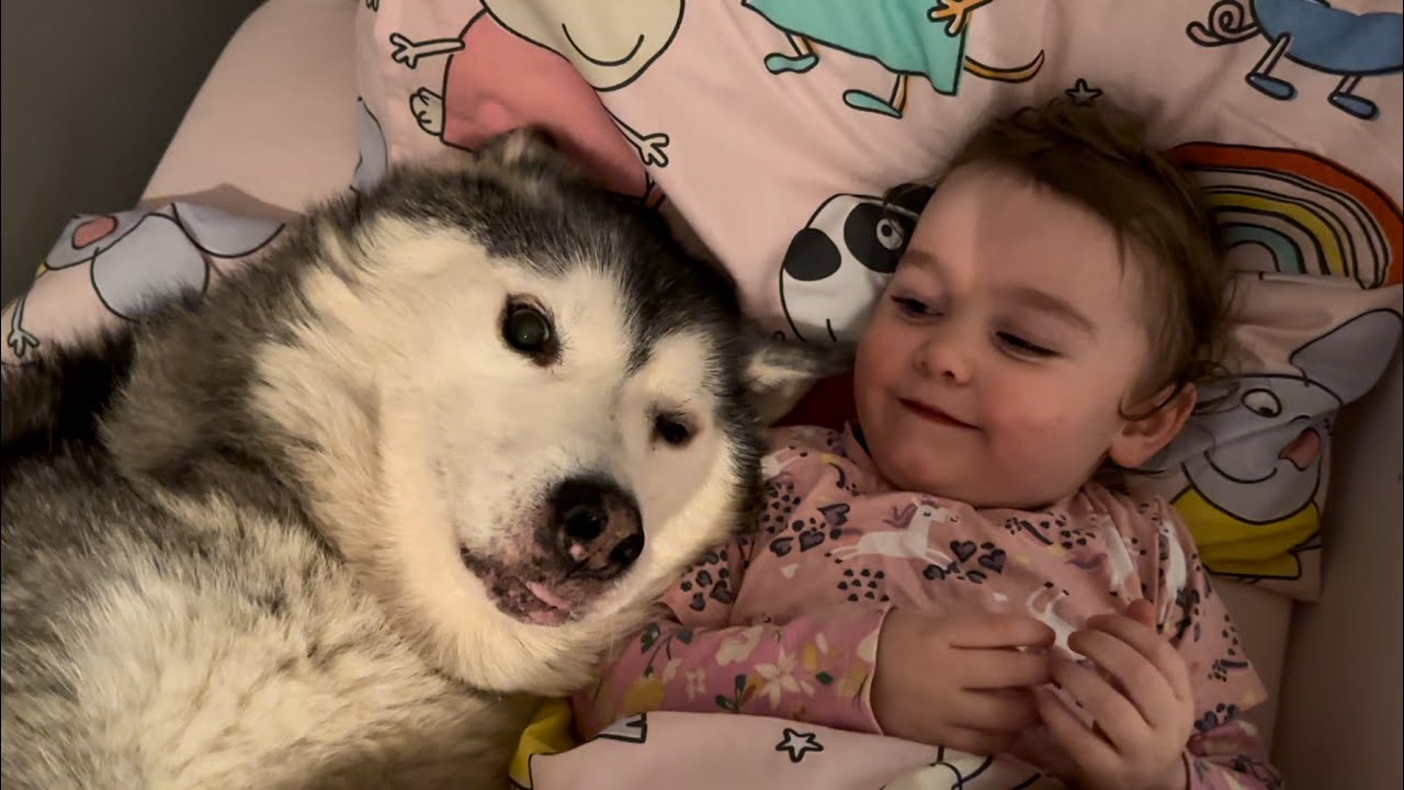 Husky Wakes My Baby & Wife Up In The Cutest Way!😭. [BABY IS SO SASSY!!!]