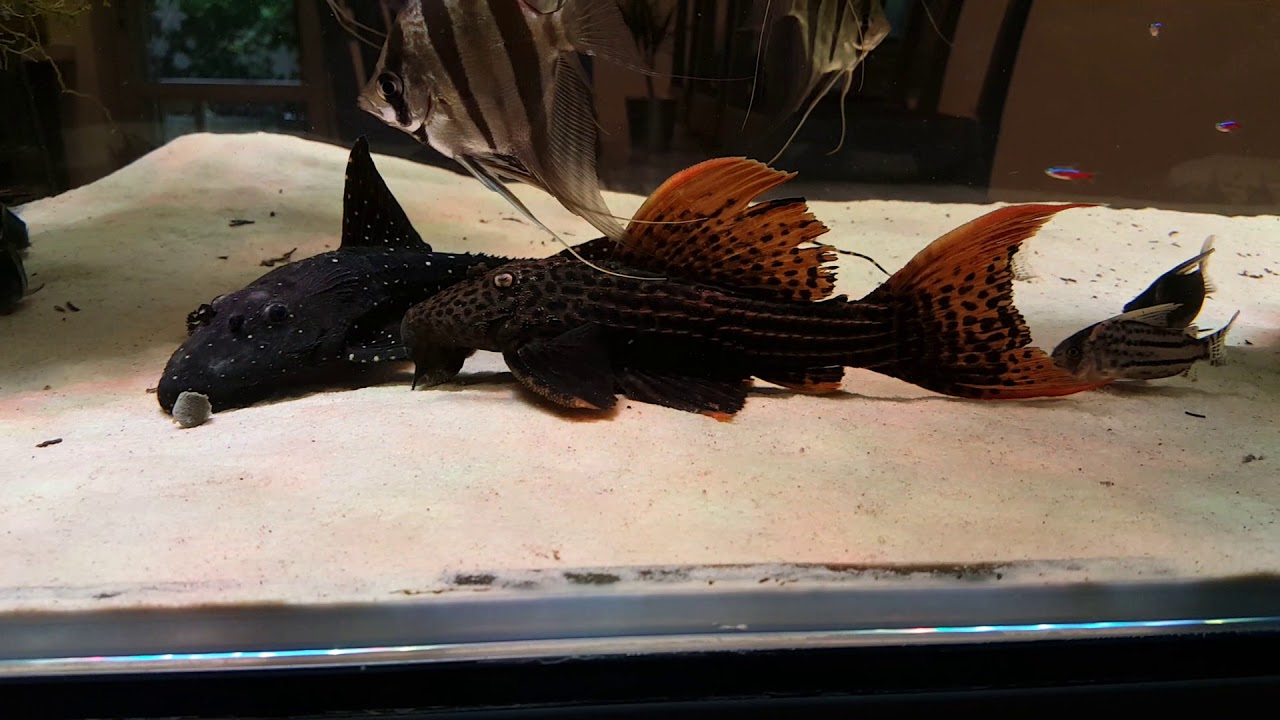 Acquario Amazzonco altum & loricaridi