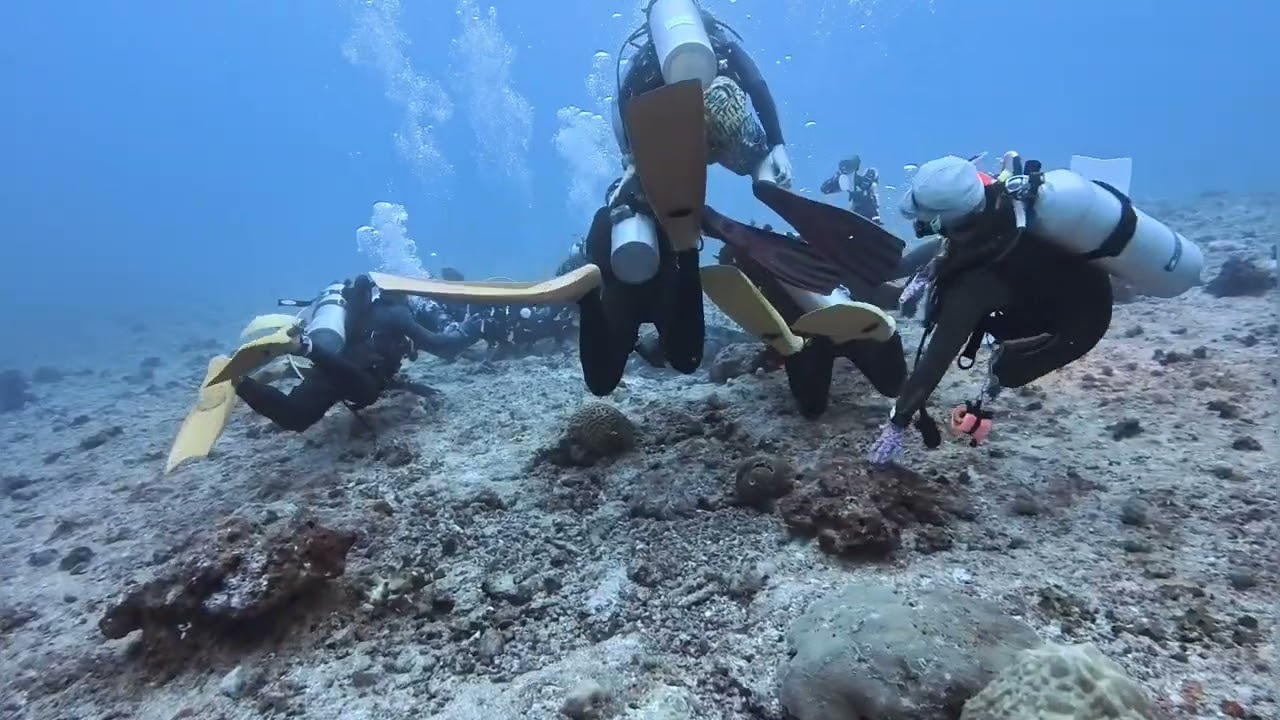 2026 Palau 貝里硫角、East side Experss 、West wall