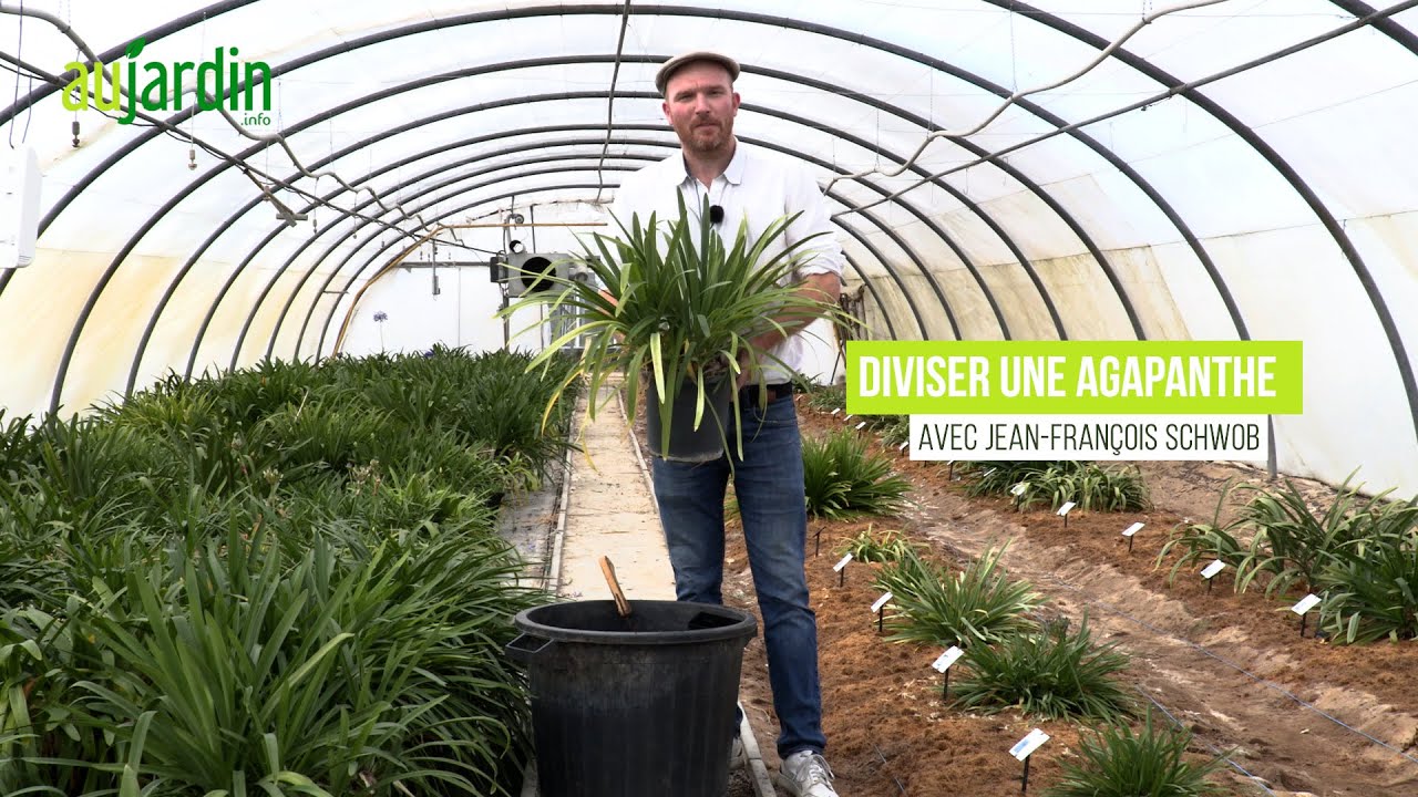 DIVISER une AGAPANTHE pour MULTIPLIER et RAJEUNIR les touffes