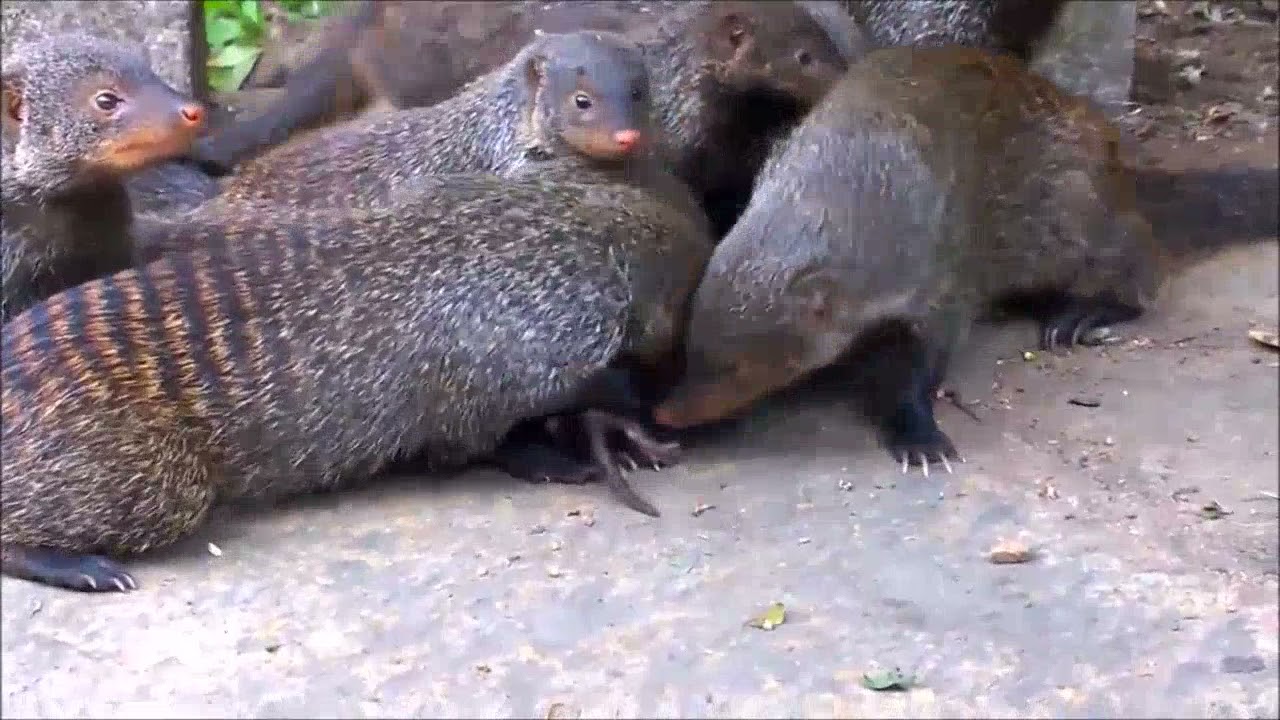 Baby Mongoose Playing - CUTEST Compilation