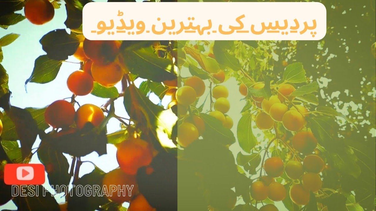 Most Beautiful place in saudi arabia that you will amazed | @Desiphotography | #desi #photography