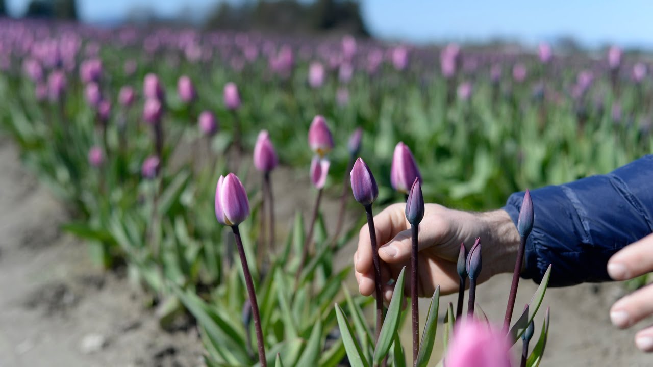 Here's what to expect if you visit Tulip Town in Skagit County