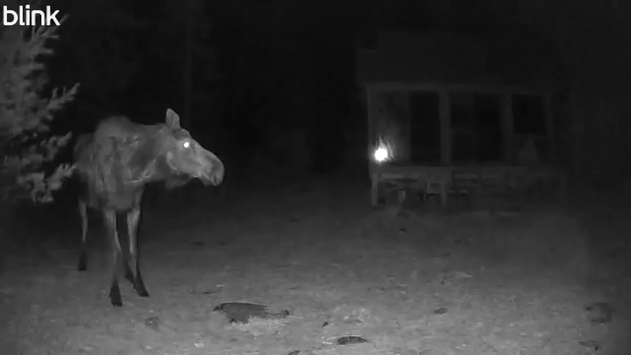 A moose visits my cabin