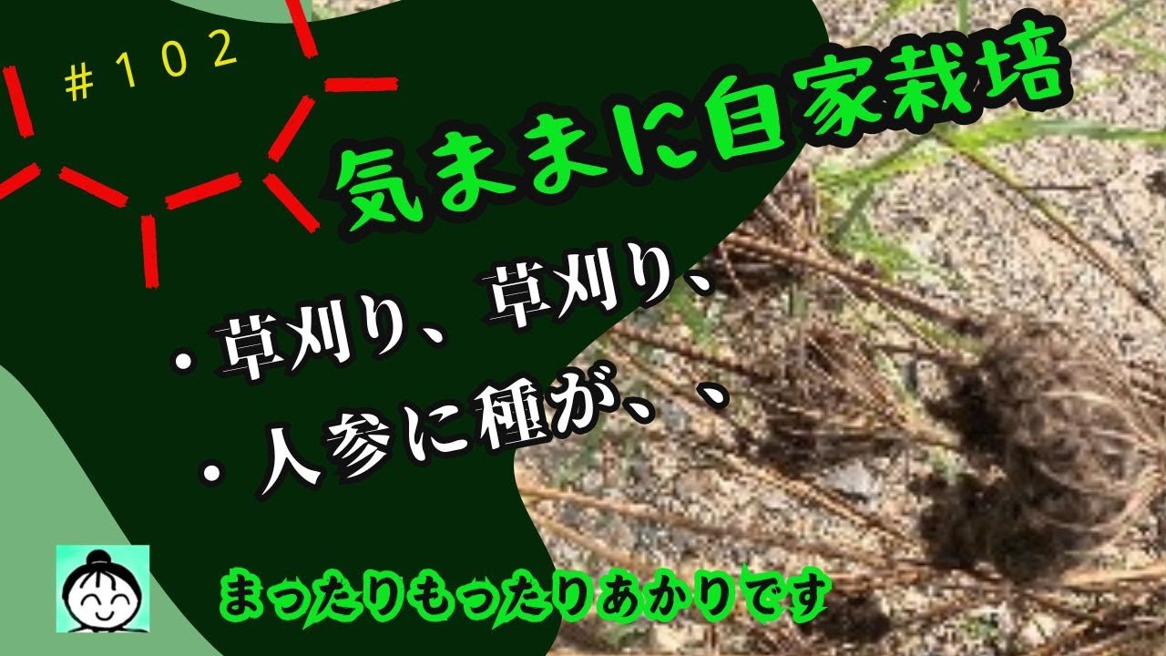 １０２【vlog】【作業】　草の中で人参が種をつけていました　字幕は字幕ボタンを押してくださいませ＾＾