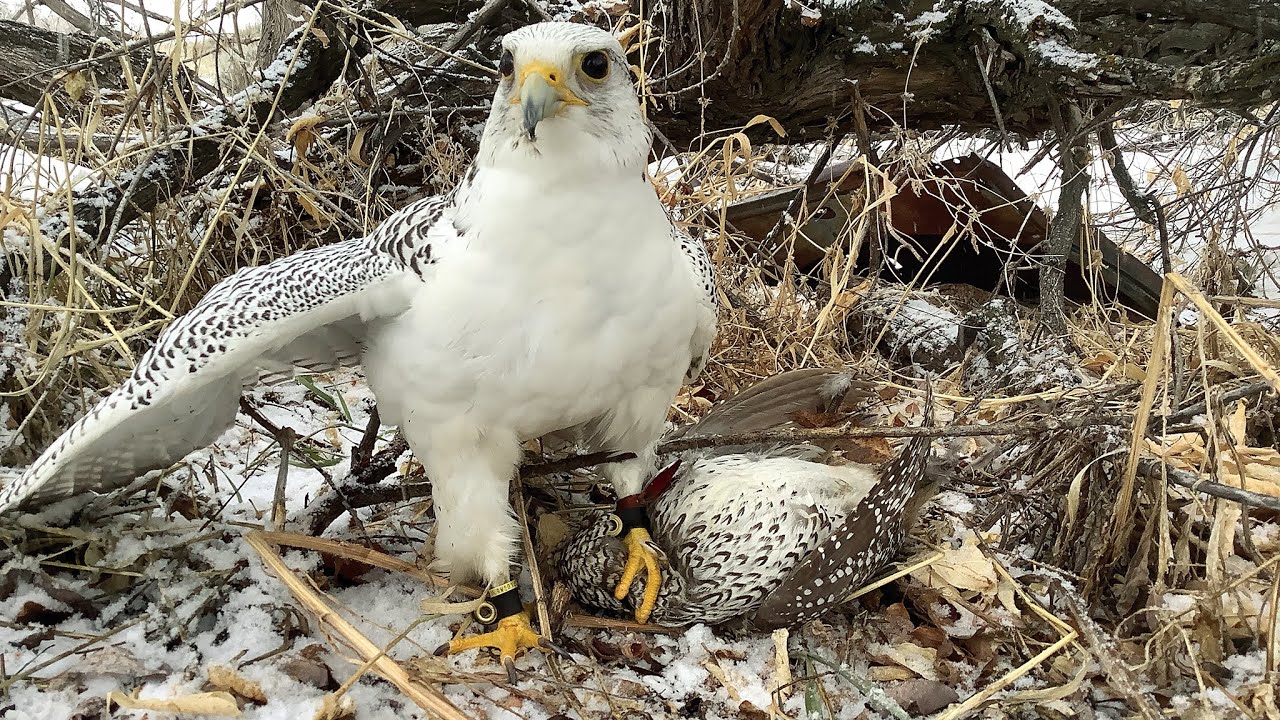 I finally found the sharptail grouse. (Jan. 16, 2023)