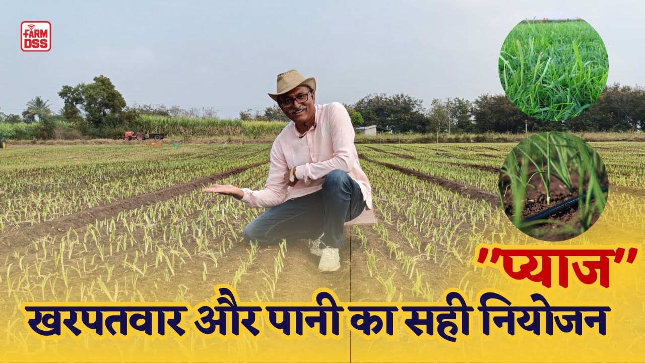 प्याज खरपतवार और पानी का सही नियोजन @BTGore