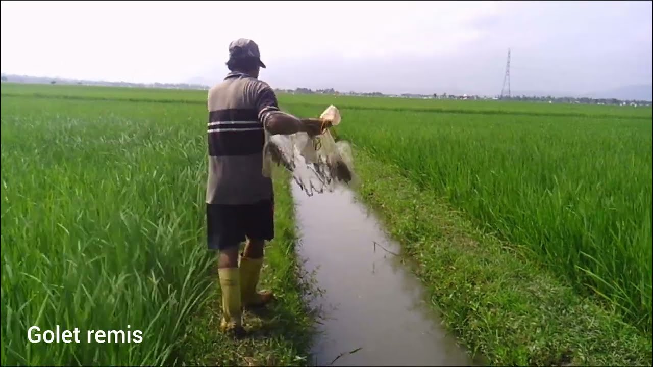 Menjala ikan wader lagi di irigasi sawah