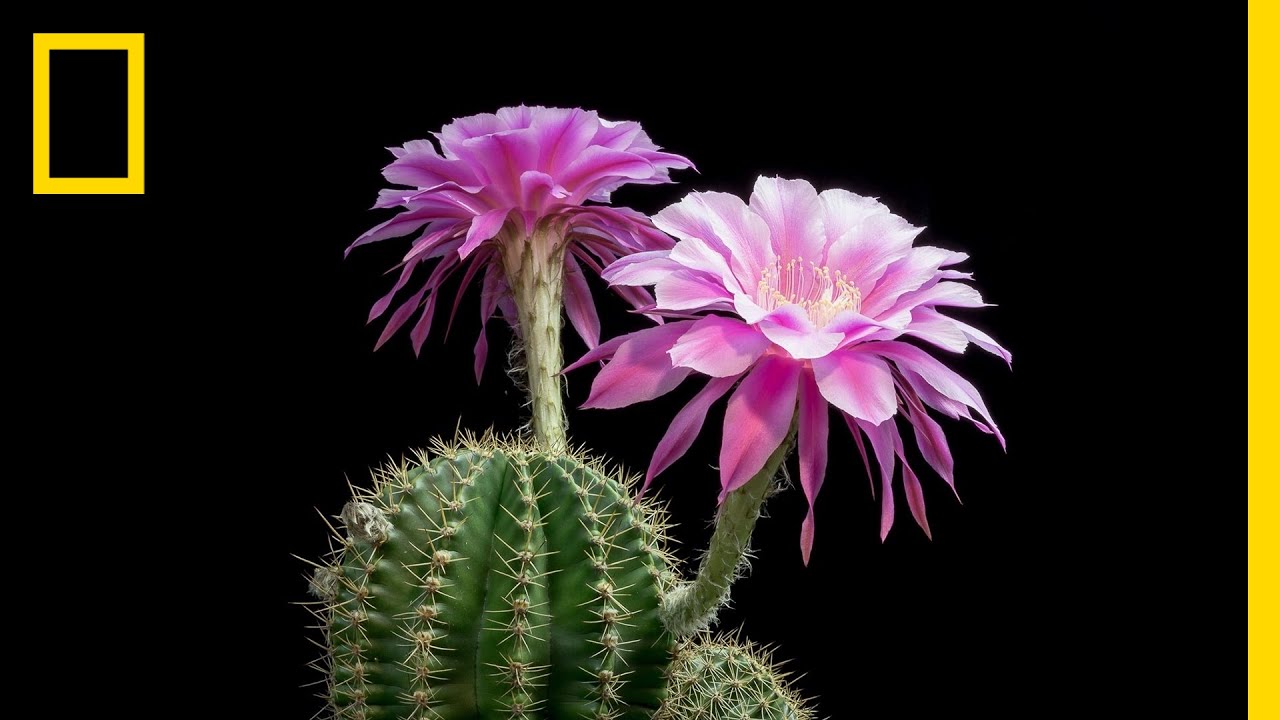Time-Lapse: Beautiful Cacti Bloom Before Your Eyes | Short Film Showcase