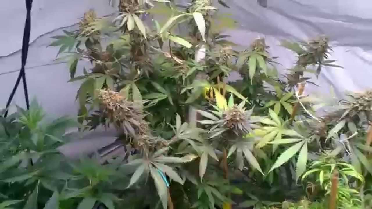 Hyroot's Garden day 79