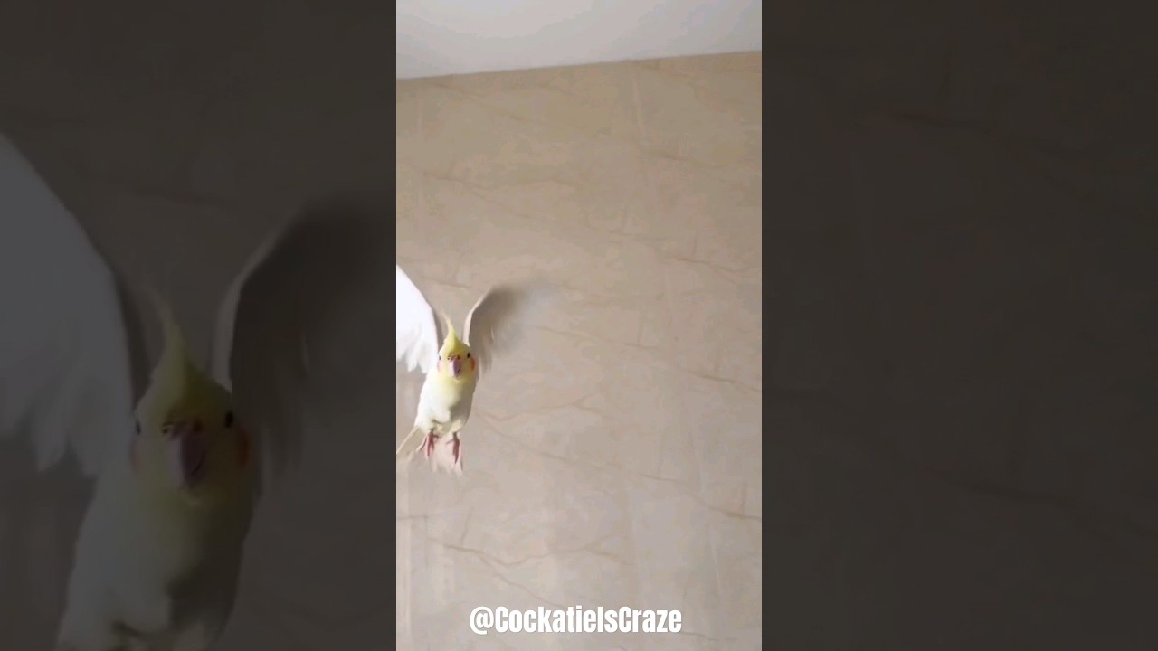 Cute Cockatiel flight😍