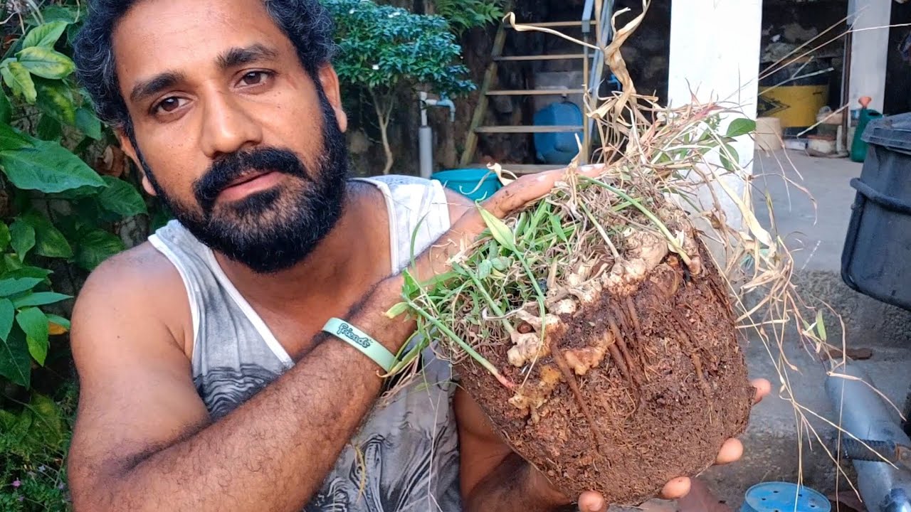 ചെടിച്ചയിൽ വളർത്തിയ ഇഞ്ചി വിളവെടുപ്പ് 