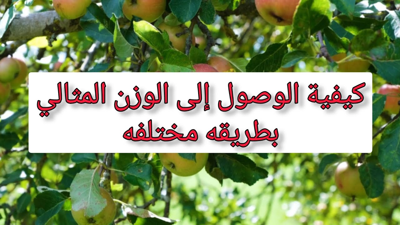 كيفية الوصول للوزن المثالي(سلطان وسمي)