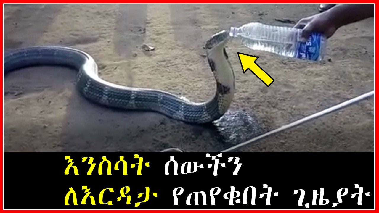 እንስሳት ሰውችን ለእርዳታ የጠየቁበት ጊዜያት | Abel birhanu የወይኗ ልጅ 2 | Feta Squad | Abel Birhanou | Ewqate Media