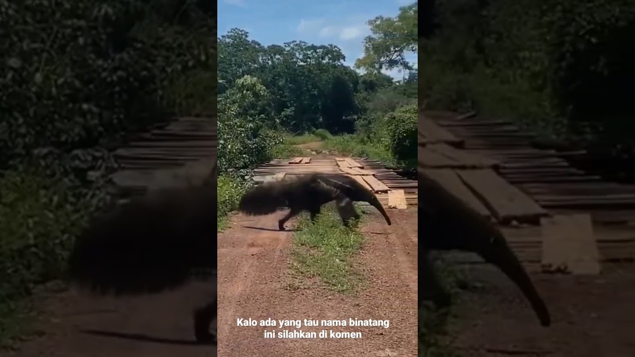 siapa yang tau nama binatang langka ini#kalimantan #borneo #dayak