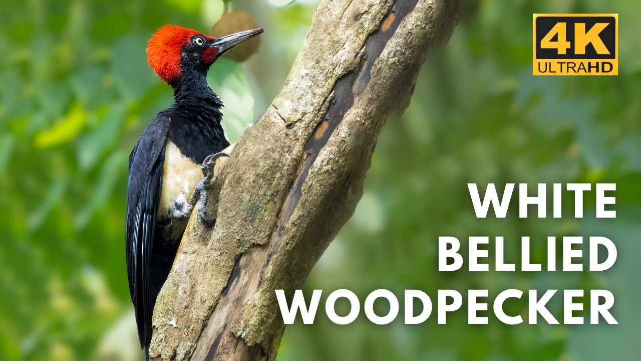 White Bellied Woodpecker  | Thattekad | Birds & Animals | 4K UHD @Wildlife.Kaptured