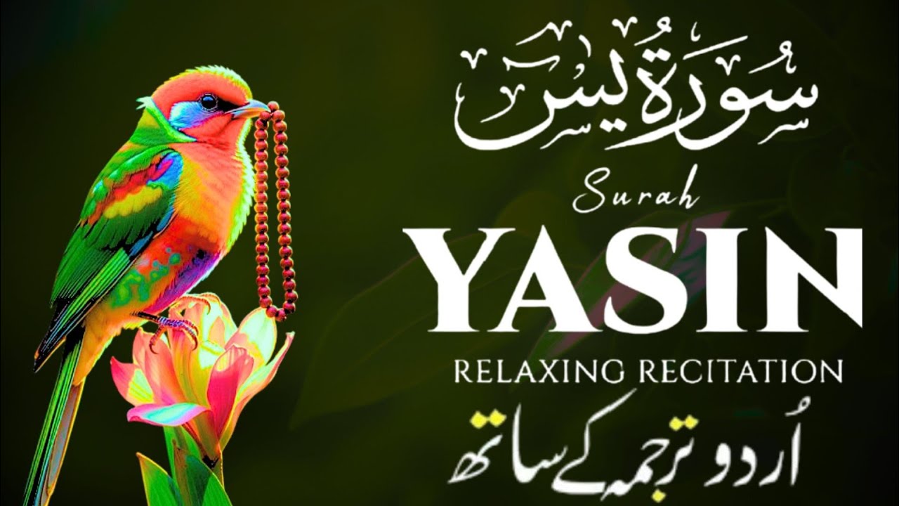 Surah Yaseen Episode 162 | With Urdu Translation | Beautiful Quran Recitation | Al Muqra