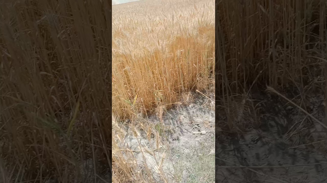 Bihar,village- kharati udho me electric fire 🔥se wheat 🌾 land pura aag se jalgya..