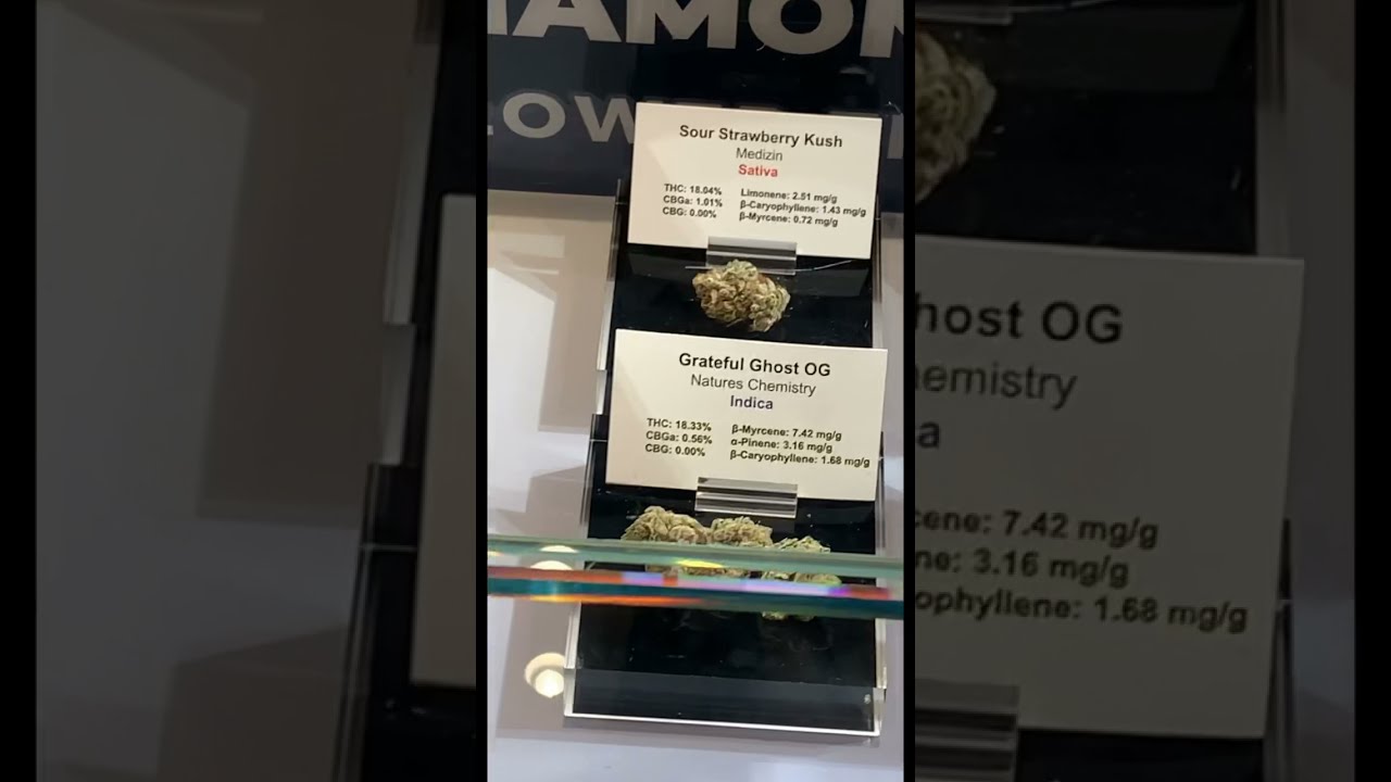 Planet 13 🤩 Largest dispensary in the World #shorts