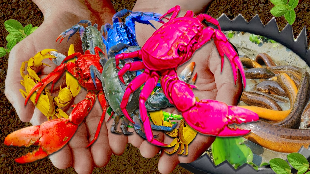Flipped a Rock and Found a MONSTER CRAB in the Water!