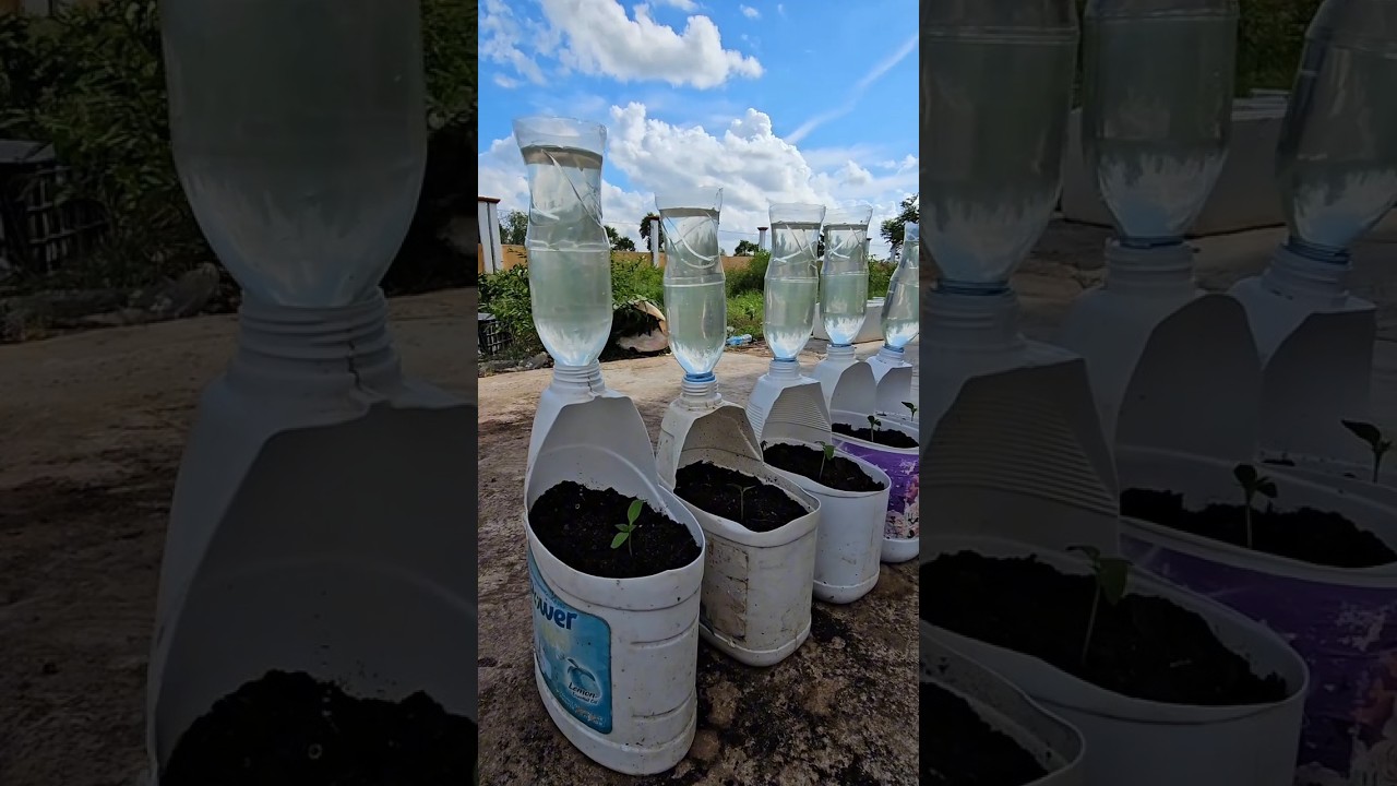 Episode 162 How to grow vegetables easily​​ , How to grow Planting chili peppers​ in Dishwashing